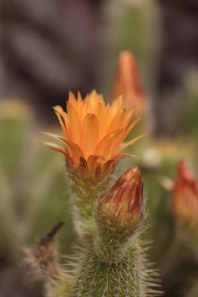 Lobivia huascha andalgala kaktusz — Stock Fotó