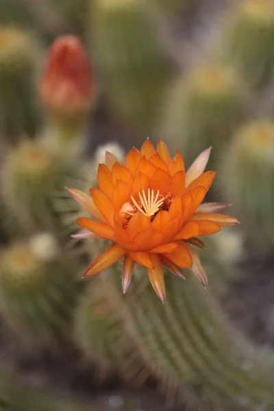 Lobivia huascha andalgala cactus — Stockfoto