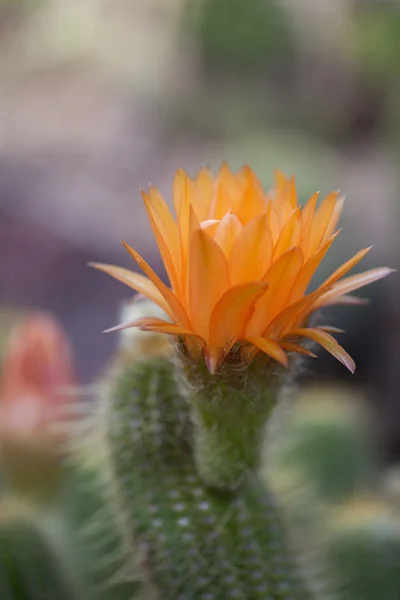 Lobivia huascha andalgala kaktusz — Stock Fotó