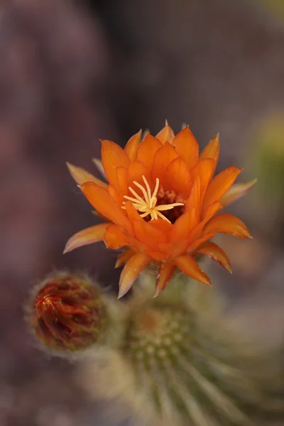 Lobivia huascha andalgala cactus — Stockfoto