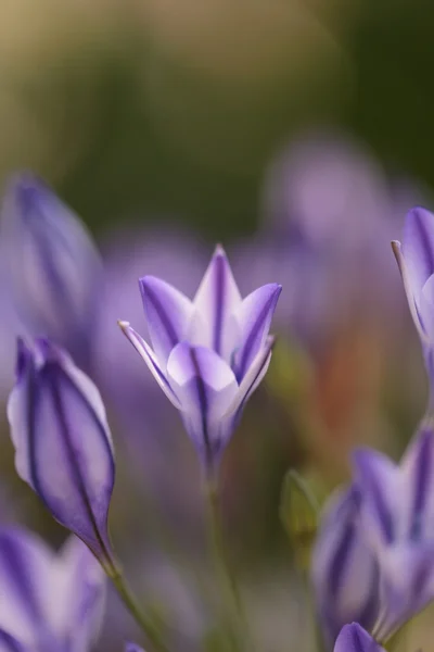 Flores de Agapanthus azul roxo — Fotografia de Stock