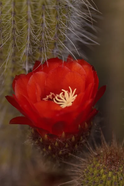 Trichocereus florus cactus — стоковое фото
