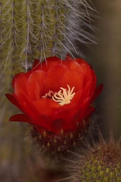 Trichocereus Grandiflorus кактус — стокове фото