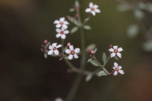 Xantii 仙人掌开花 — 图库照片