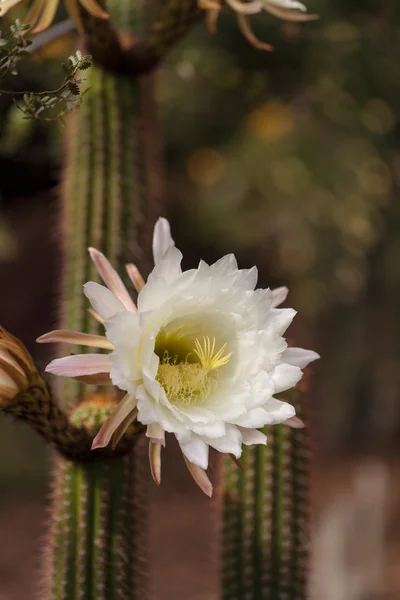 Flor de cactus Trichocereus spachianus blanco — Foto de Stock
