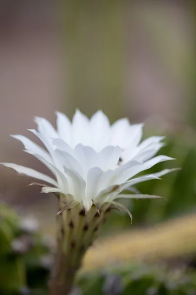 Wit Trichocereus spachianus Cactusbloem — Stockfoto