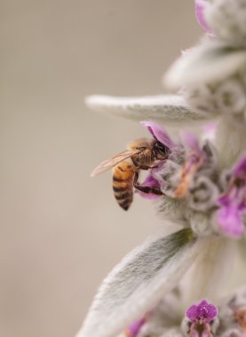 Honeybee, Apis mellifera, gathers pollen clipart