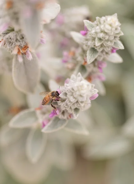 A méhek Apis mellifera gyűjti pollen — Stock Fotó