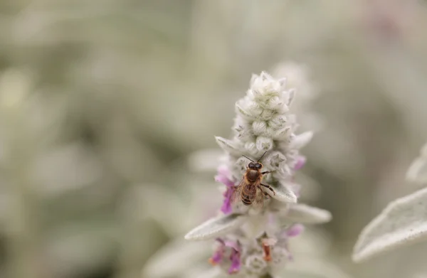 Медоносная пчела, Apis mellifera, собирает пыльцу — стоковое фото