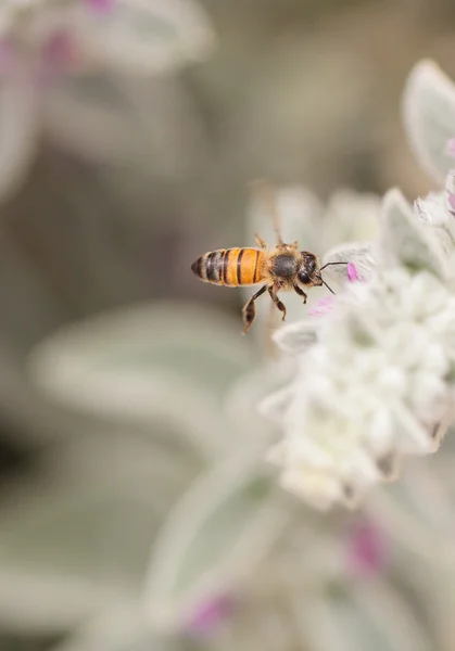 Медоносная пчела, Apis mellifera, собирает пыльцу — стоковое фото