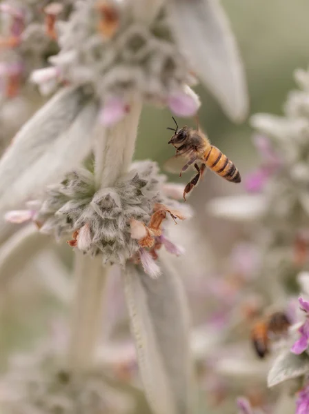 Медоносная пчела, Apis mellifera, собирает пыльцу — стоковое фото