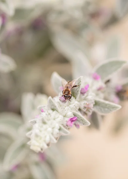 Медоносная пчела, Apis mellifera, собирает пыльцу — стоковое фото