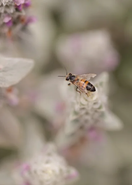 A méhek Apis mellifera gyűjti pollen — Stock Fotó