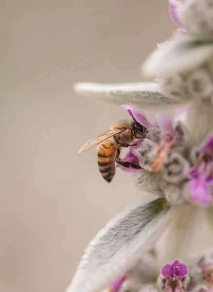 Медоносная пчела, Apis mellifera, собирает пыльцу — стоковое фото