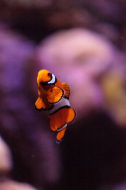 Palyaço balığı, Amphiprioninae, Balık