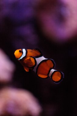 Palyaço balığı, Amphiprioninae, Balık