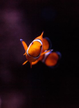 Palyaço balığı, Amphiprioninae, Balık