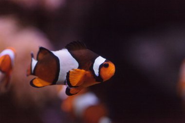 Palyaço balığı, Amphiprioninae, Balık