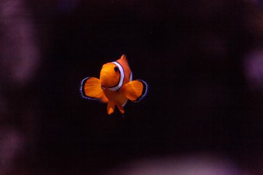 Palyaço balığı, Amphiprioninae, Balık