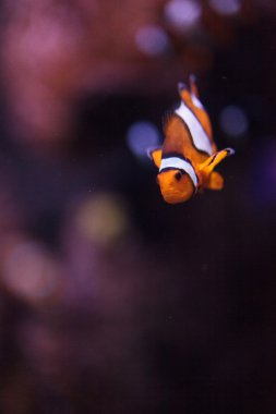 Palyaço balığı, Amphiprioninae, Balık