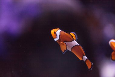 Palyaço balığı, Amphiprioninae, Balık
