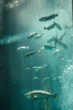 Pasifik tatlısu kefali uskumru Scomber japonicus okul 