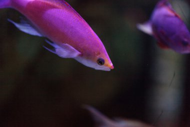 Pseudanthias bicolor pembe Bicolor anthias balık