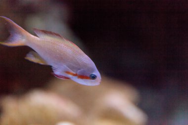 Male Redcheeked anthias fish