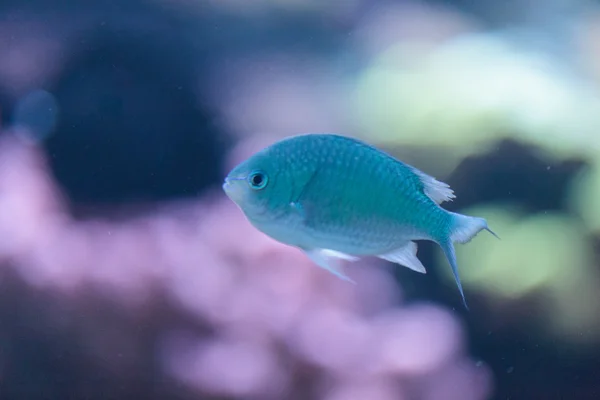 Peixe-chomis-azul, Chromis viridis — Fotografia de Stock