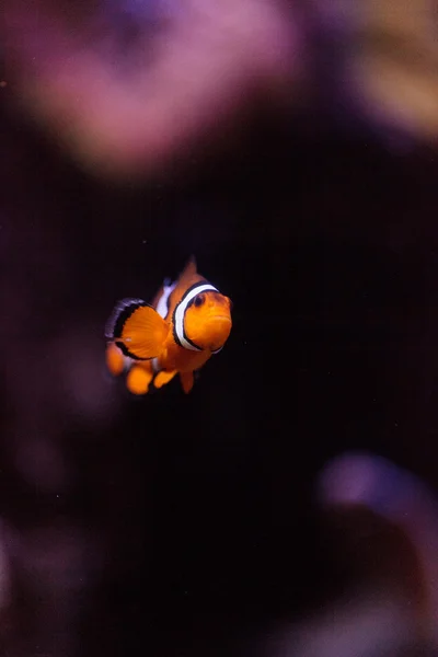 Clownfish, Amphiprioninae, fish — Stock Photo, Image