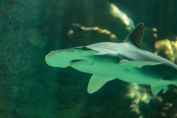 Bonnethead 鲨鱼 Sphyrna tiburo — 图库照片