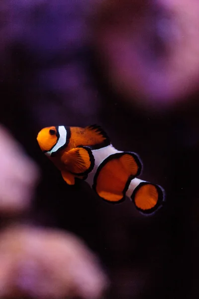 Clownfish, Amphiprioninae, fish — Stock Photo, Image