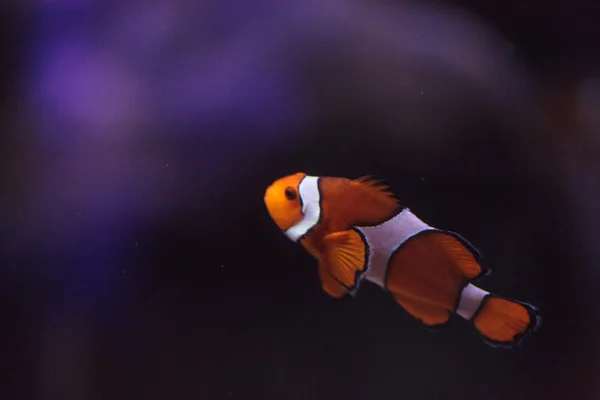 Clownfish, Amphiprioninae, peces — Foto de Stock