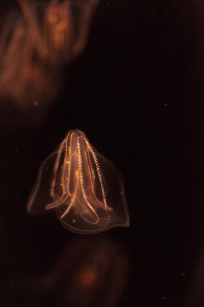 Peine gelatina Phylum Ctenophora — Foto de Stock