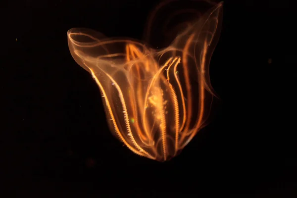 Peine gelatina Phylum Ctenophora — Foto de Stock