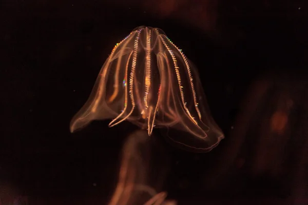 Comb jelly Phylum Ctenophora — Stockfoto