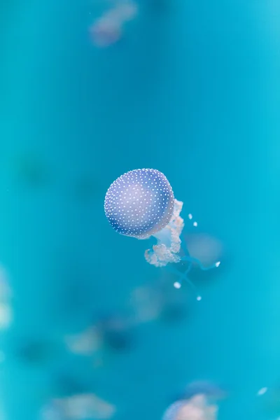 Golden želé, Phyllorhiza punctata — Stock fotografie