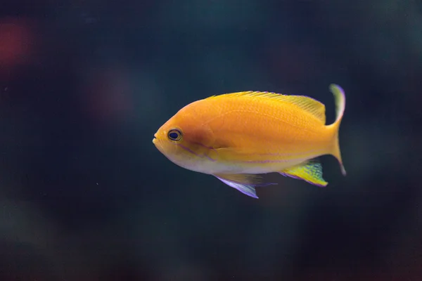 Lyretail fairy basslet fish Pseudanthias squamipinnis — Stock Photo, Image