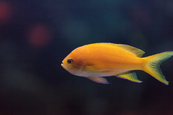 Golden fairy basslet vis Pseudanthias squamipinnis — Stockfoto