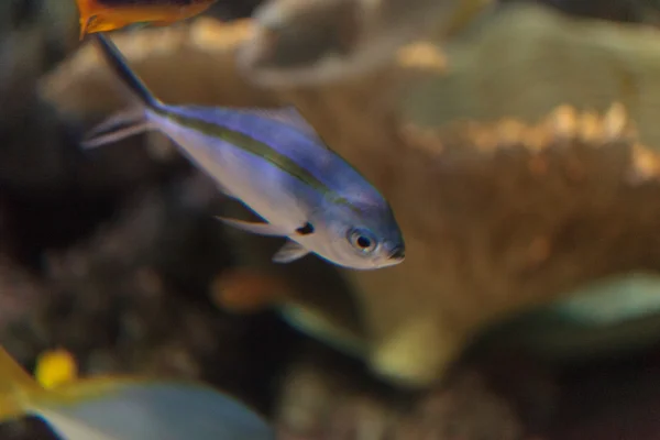 Satu garis-garis ikan Pterocaesio tessellata — Stok Foto