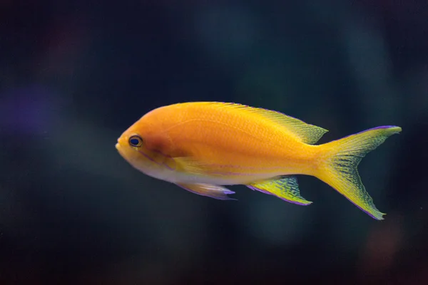 Lyretail fairy basslet fish Pseudanthias squamipinnis — Stock Photo, Image