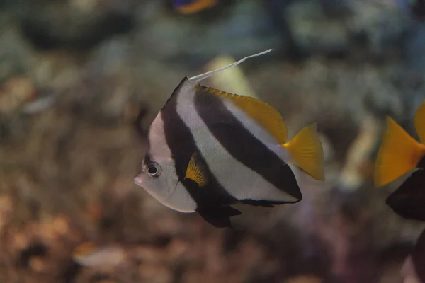 Butterflyfish Heniochus acuminatus — Fotografia de Stock