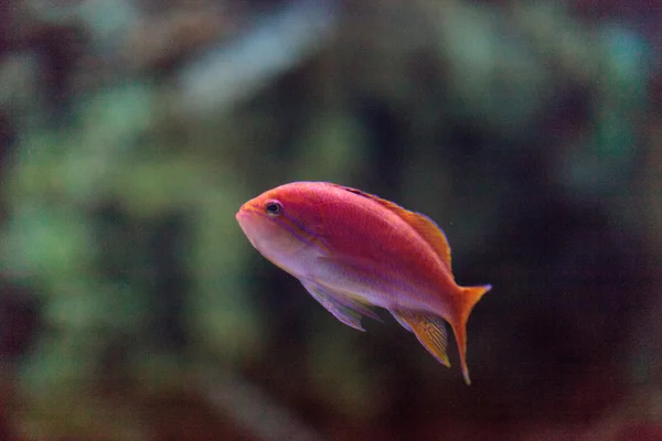 Pink Bicolor anthias fish Pseudanthias bicolor — Stock Photo, Image