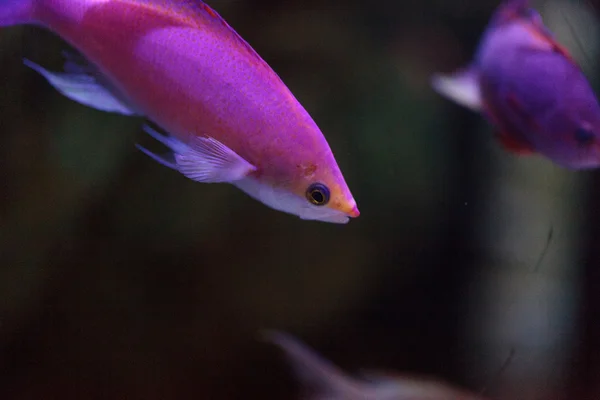 핑크 색 anthias 색 Pseudanthias를 물고기 — 스톡 사진