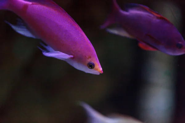 Różowy Bicolor anthias ryb Pseudanthias bicolor — Zdjęcie stockowe