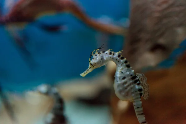 Potbellied seahorse Hippocampus abdominalis — Stock Photo, Image