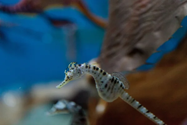 Cavalo-marinho barrigudo Hippocampus abdominalis — Fotografia de Stock