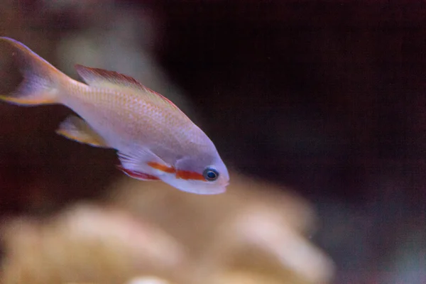 Maschio Redcheeked anthias pesce — Foto Stock