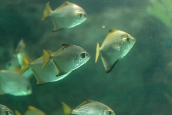 Florida Pompano, Trachinotus carolinus — Stockfoto