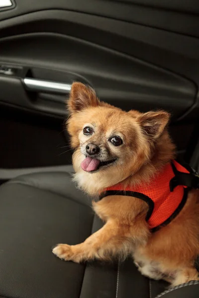 Pomeranian e Chihuahua mistura cão vai para um passeio no carro . — Fotografia de Stock